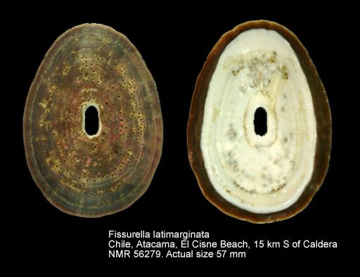 Fissurella latimarginata.jpg - Fissurella latimarginataG.B.Sowerby,1835